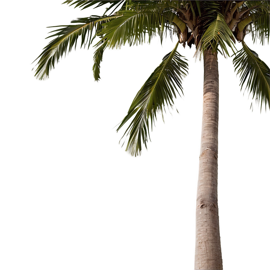 Coconut Tree Background Png Jix76