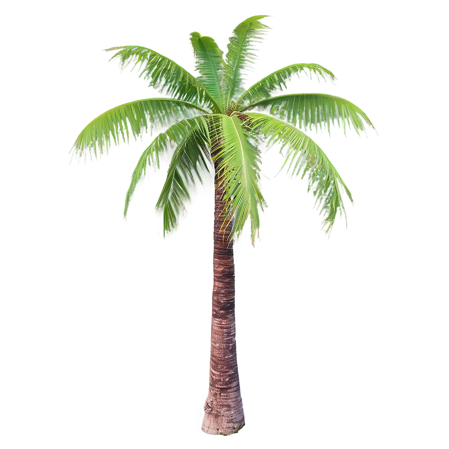 Coconut Tree on Island PNG 06202024 PNG image with a transparent background, free high-resolution download
