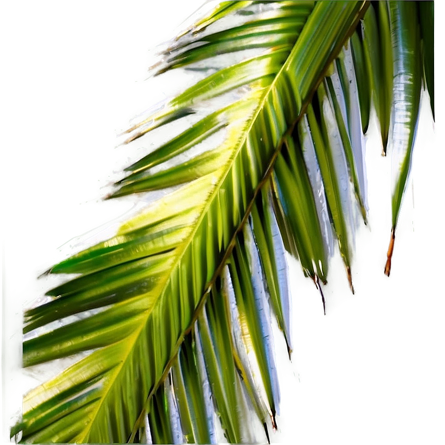 Coconut Tree Pattern Png 46