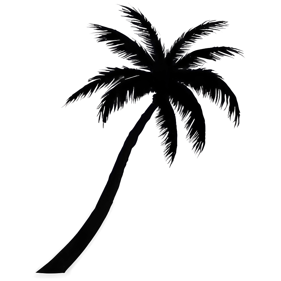 Coconut Tree Shadow PNG 06202024 PNG image with a transparent background, free high-resolution download