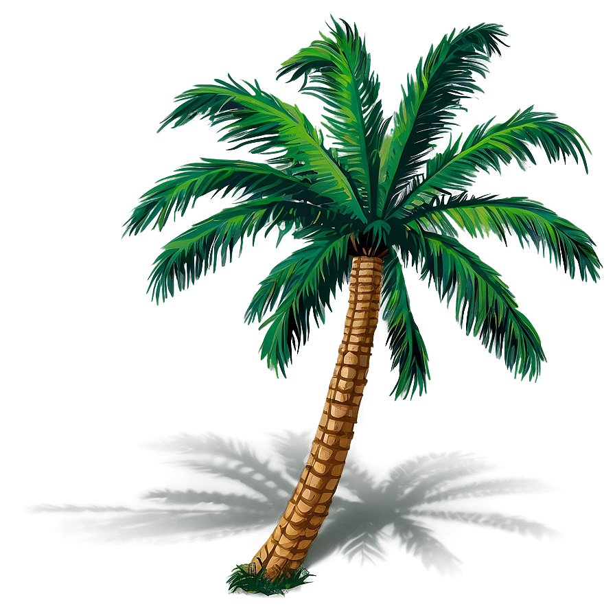 Coconut Tree Shadow PNG 30 PNG image with a transparent background, free high-resolution download