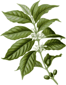 Coffee Plant Illustration