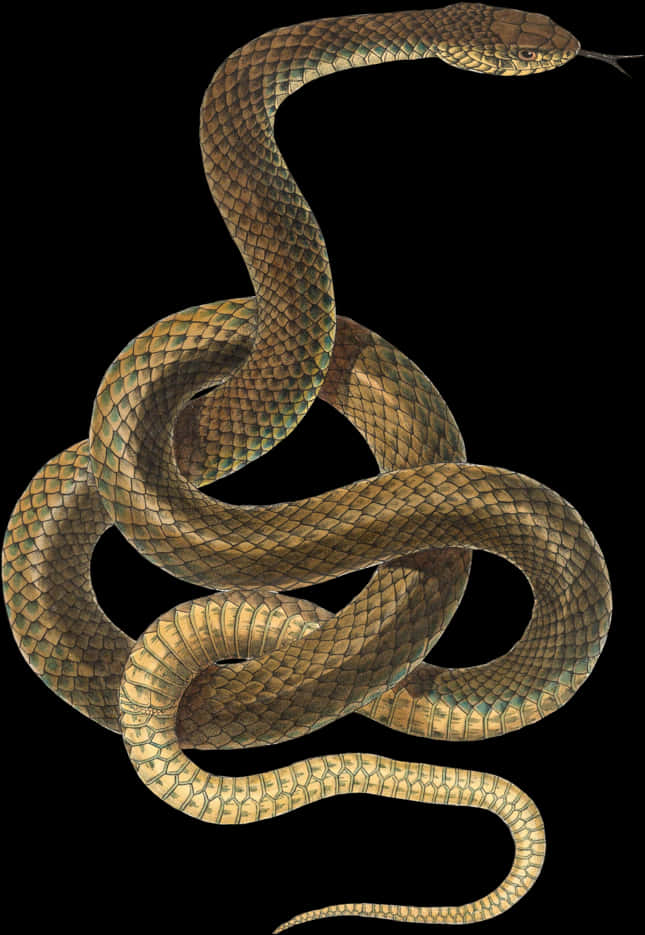 Coiled Snake Black Background PNG with transparent background