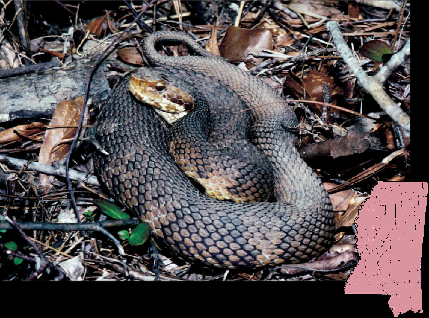 Coiled Snakein Natural Habitat.jpg PNG with transparent background