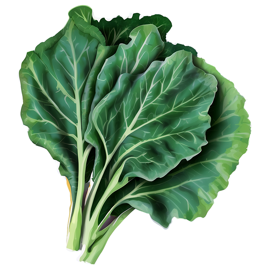 Collard Greens Vector Png Gpn