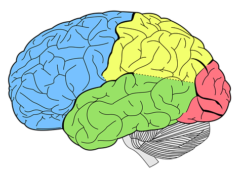 Color Coded Brain Illustration PNG with transparent background