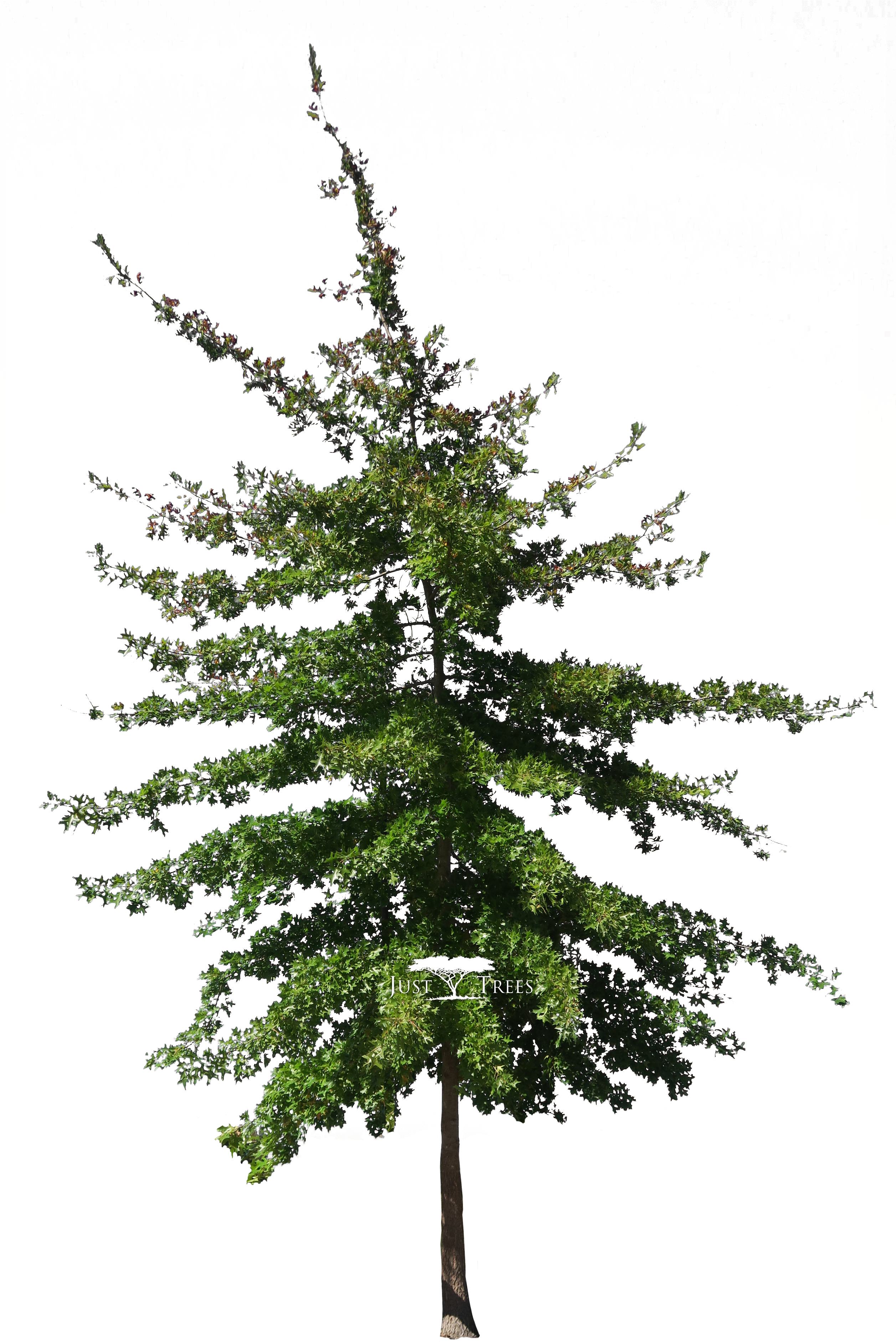 Pin Oak Png - Colorado Spruce, Transparent Png PNG with transparent background