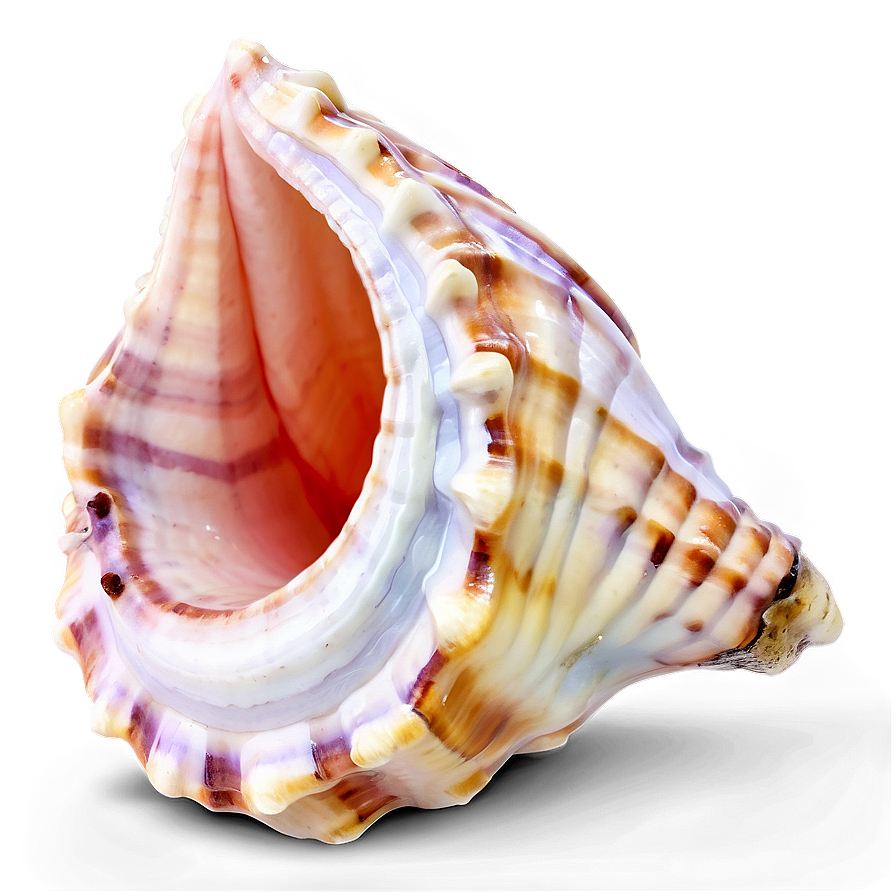 Colored Conch Shell Png Jgt Image