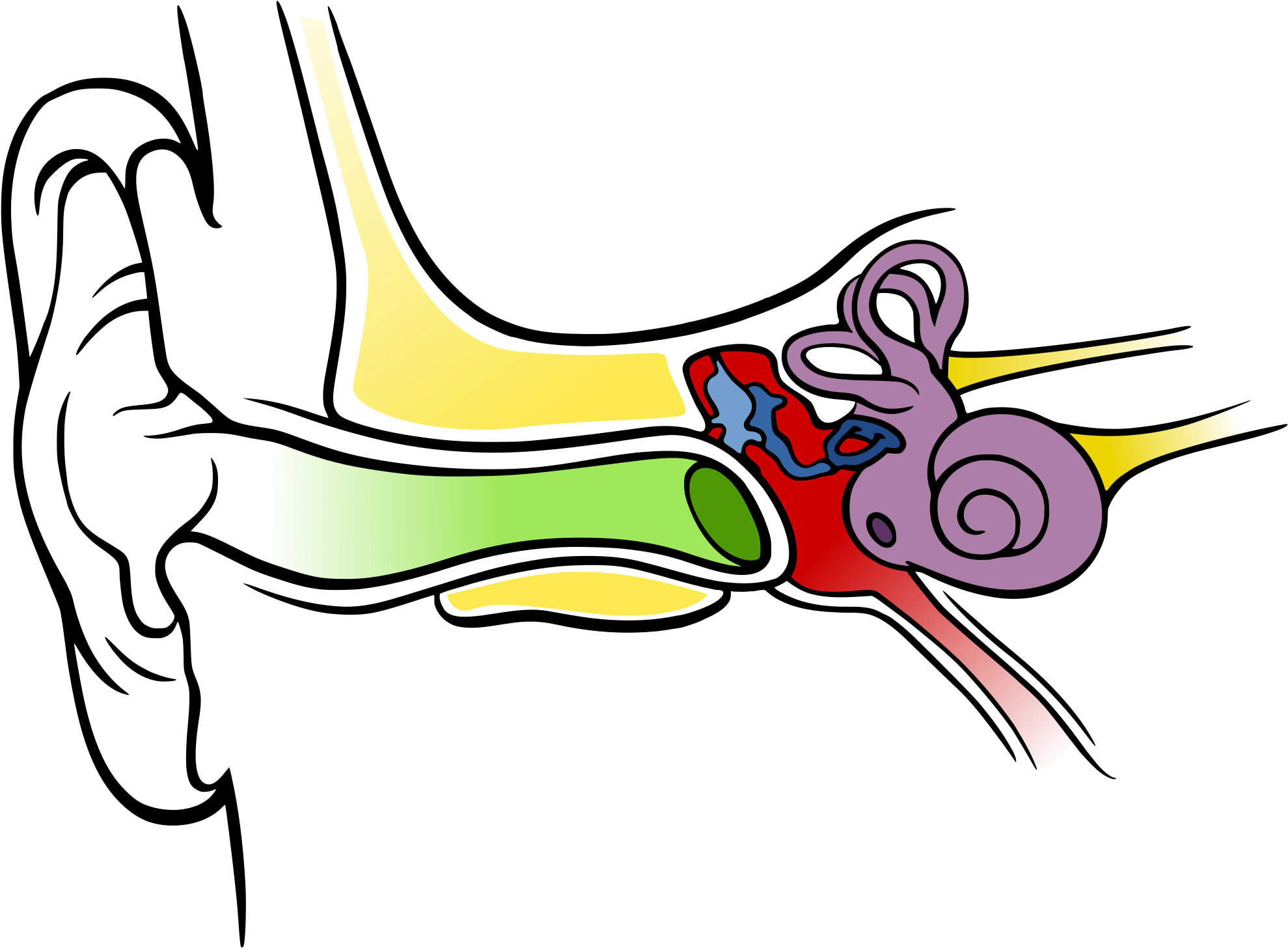 Images For Ear Anatomy Diagram Blank - Happens When Your Ears Pop, HD Png Download PNG with transparent background