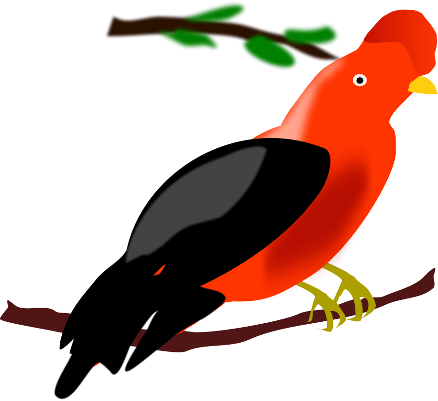 Colorful Andean Cockoftherock Bird Illustration