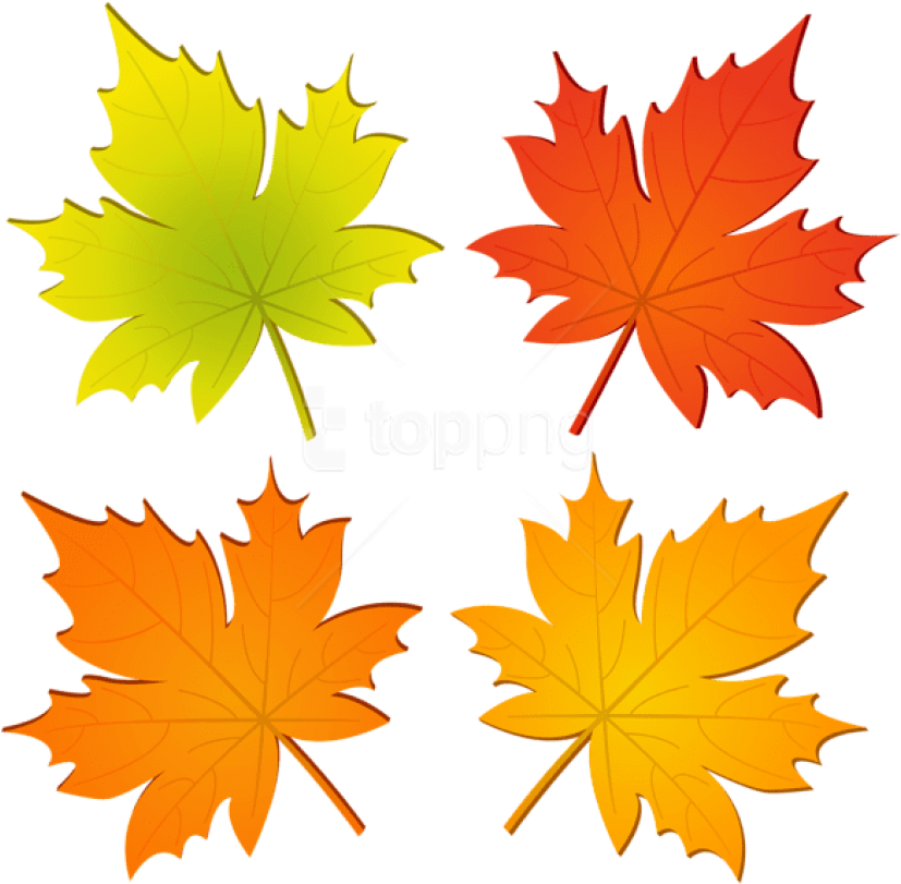 Colorful Autumn Leaves Vector