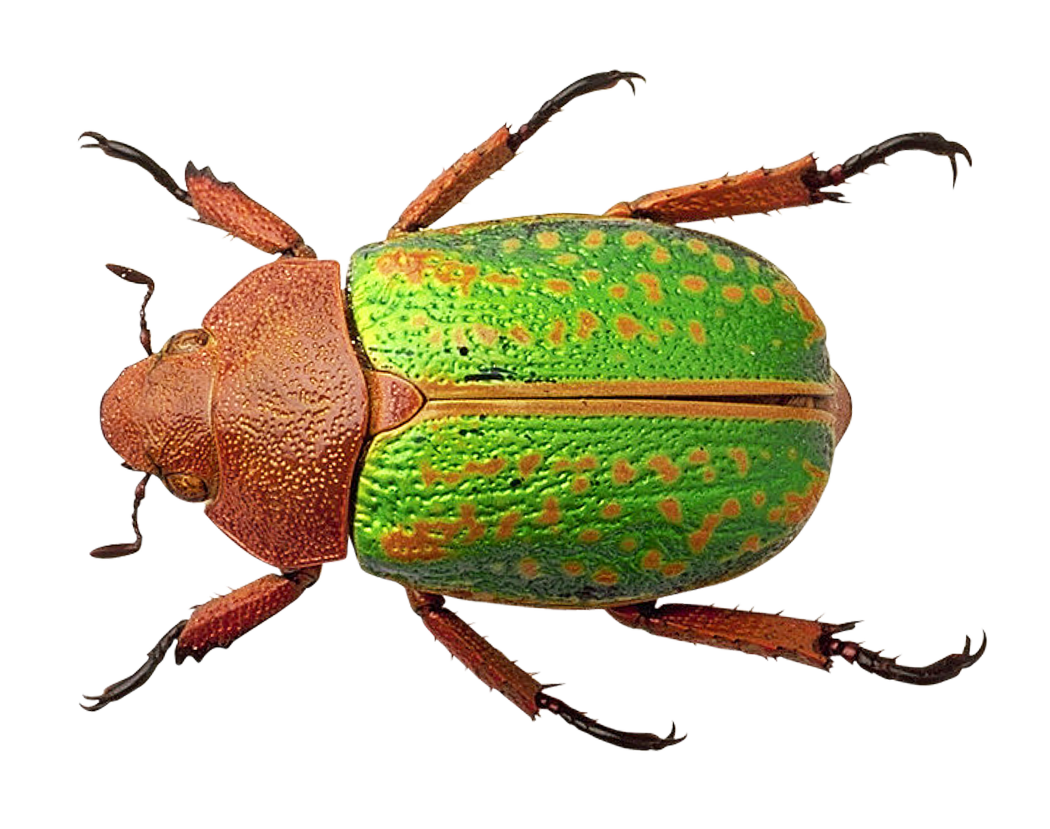 Colorful Beetle Specimen PNG with transparent background