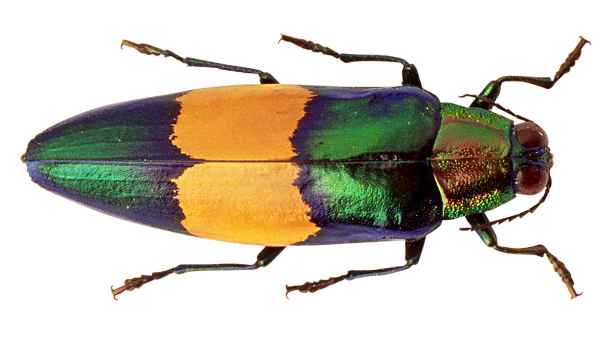 Colorful Beetle Transparent Background