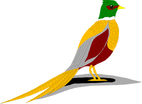 Colorful Bird Illustrationwith Shadow.jpg