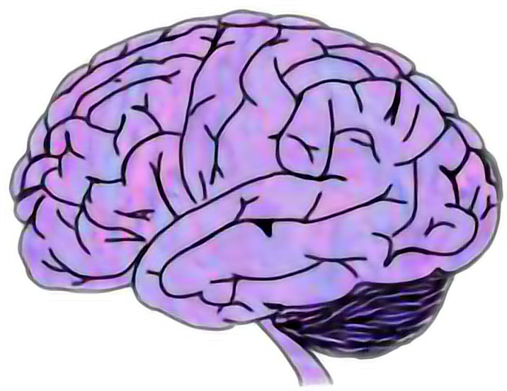 Colorful Brain Clipart