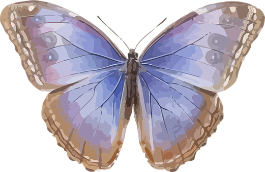 Colorful Butterfly Illustration