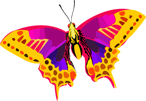 Colorful Butterfly Illustration PNG with transparent background