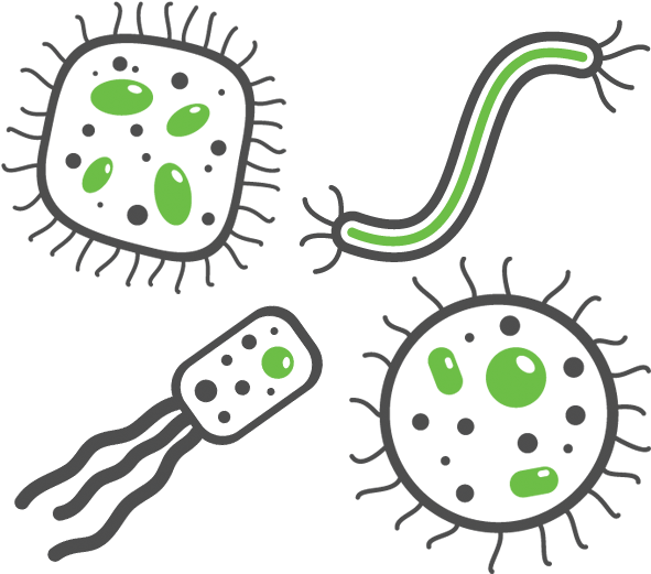 Respiratory Infections - Bacteria Png, Transparent Png PNG with transparent background
