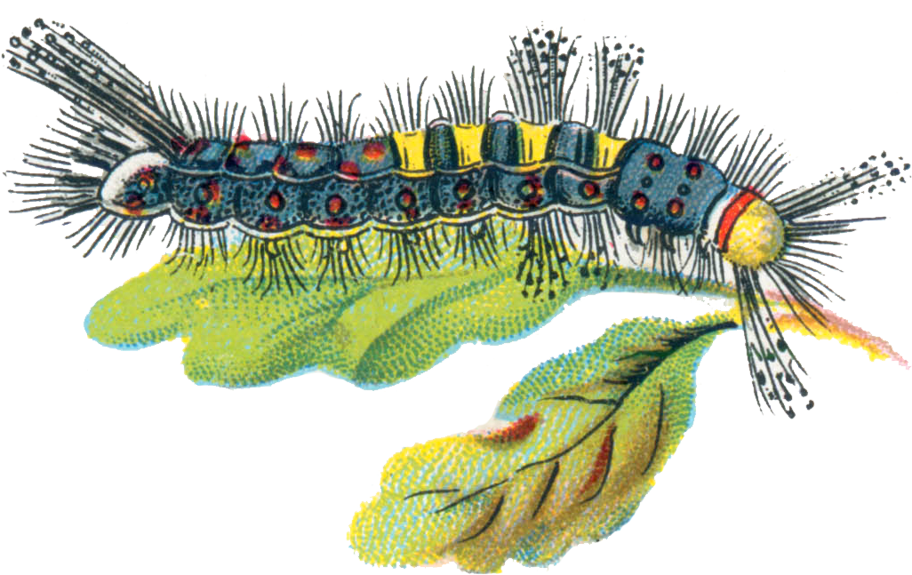 Colorful Caterpillaron Leaf