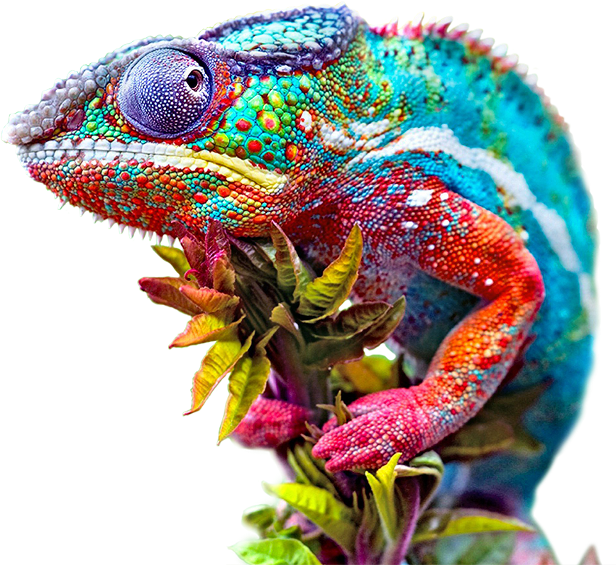 Colorful Chameleon Closeup.png