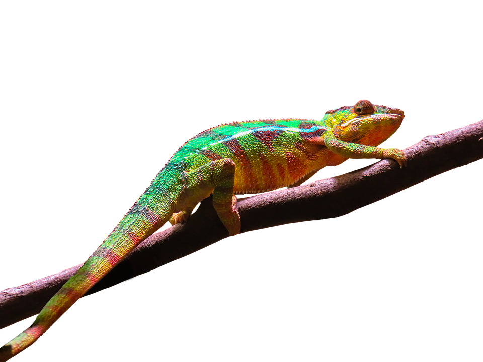 Colorful Chameleonon Branch