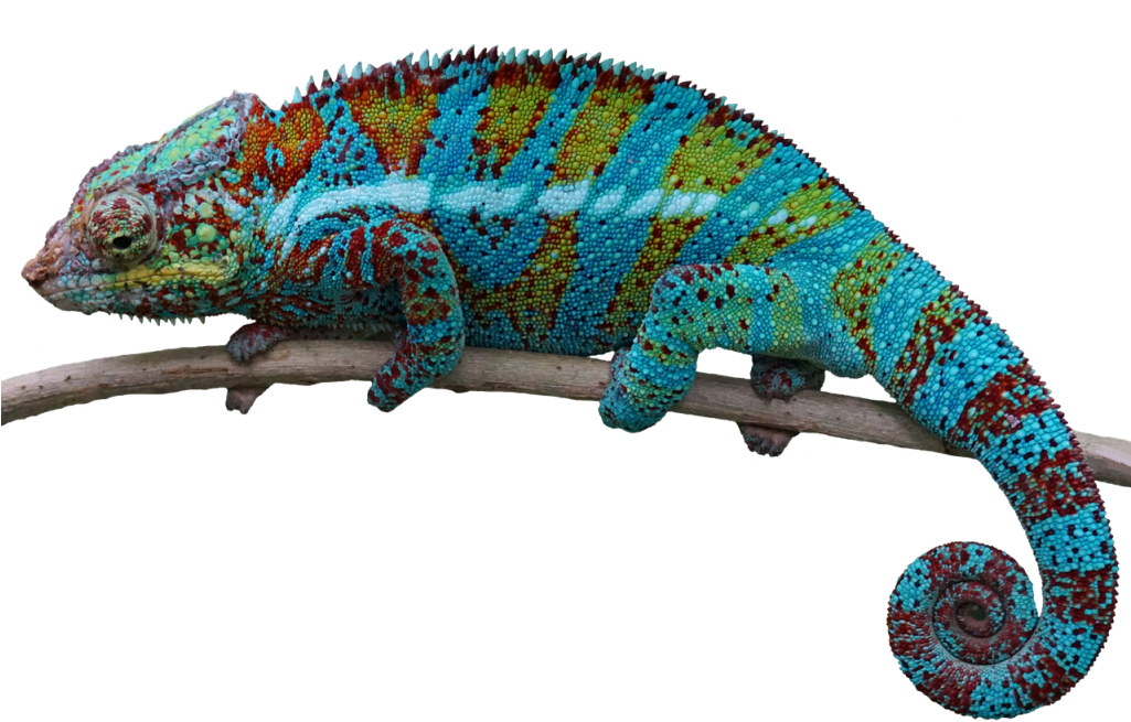 Colorful Chameleonon Branch