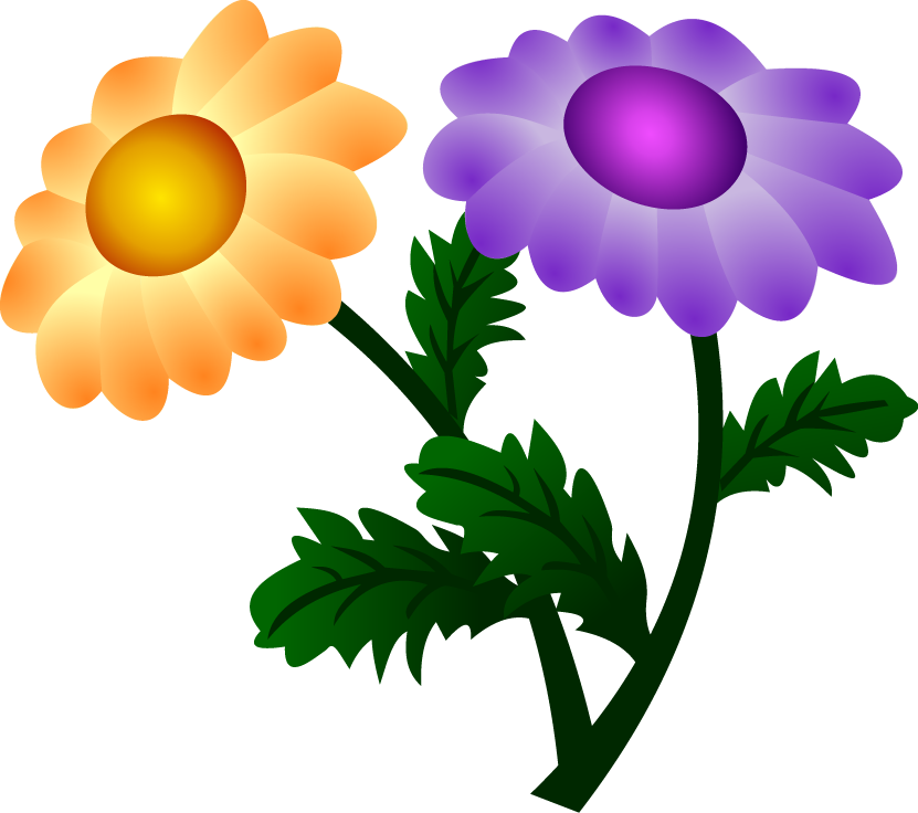 Vector Chrysanthemum - Chrysanthemum, HD Png Download PNG with transparent background