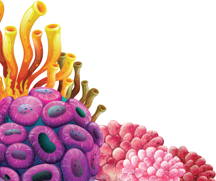Coral Png High-quality Image - Coral Reef Transparent Background, Png Download PNG with transparent background
