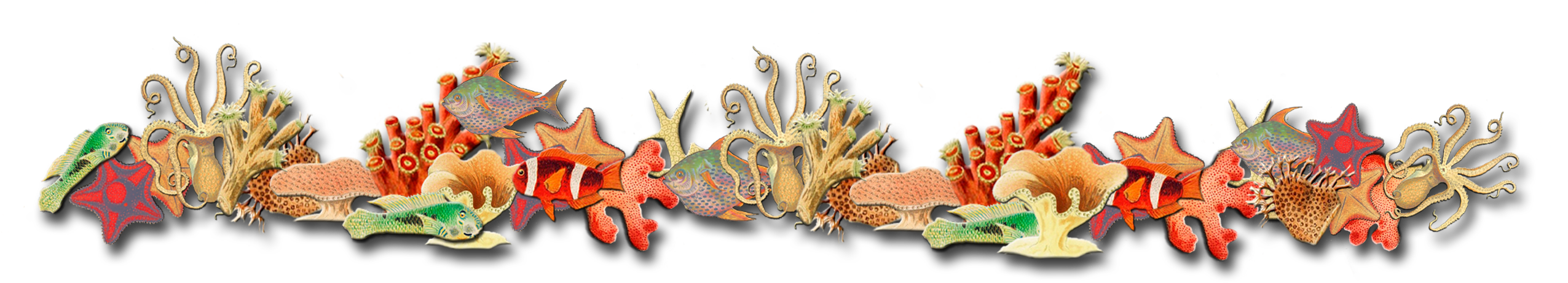 Coralreefborder - Coral Reef Transparent Cartoon, HD Png Download PNG with transparent background