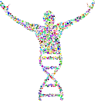 Colorful D N A Human Silhouette PNG image with a transparent background, free high-resolution download