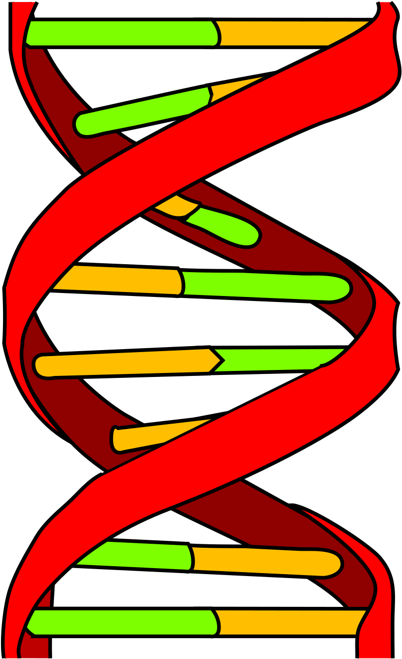 Colorful D N A Structure Illustration