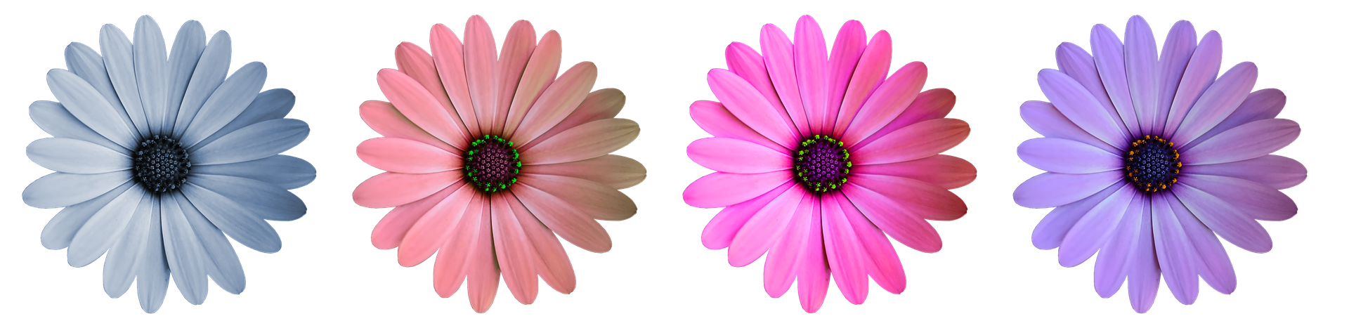 Colorful Daisy Collection Black Background