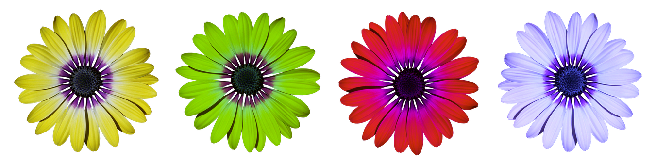 Colorful Daisy Flowers Black Background PNG with transparent background