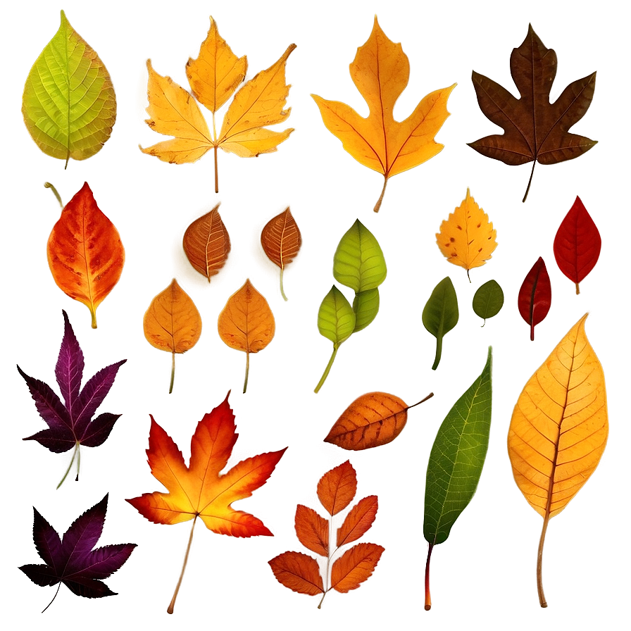 Colorful Fallen Leaves Collection Png Gva91