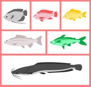 Colorful Fish Vector Illustration PNG with transparent background