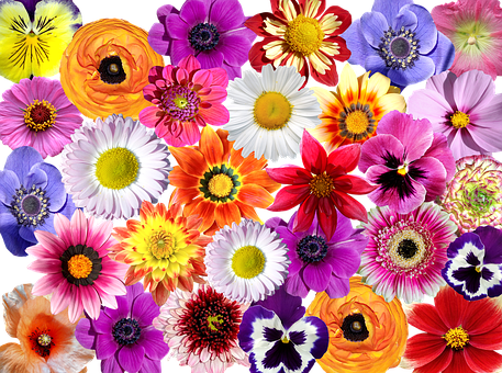 Colorful Floral Collage