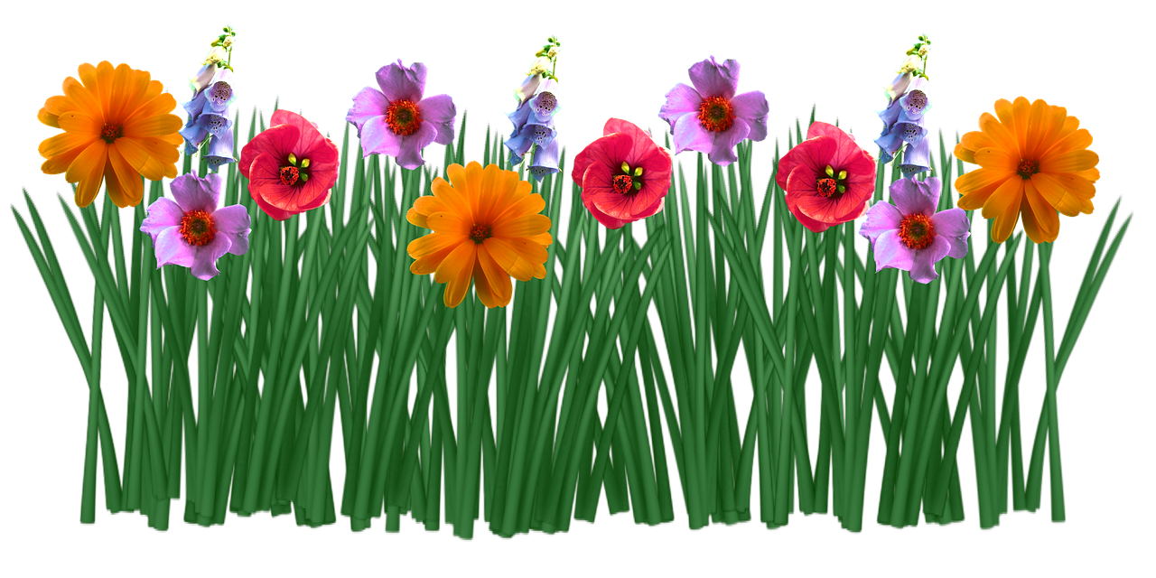 Colorful Flowers Transparent Background