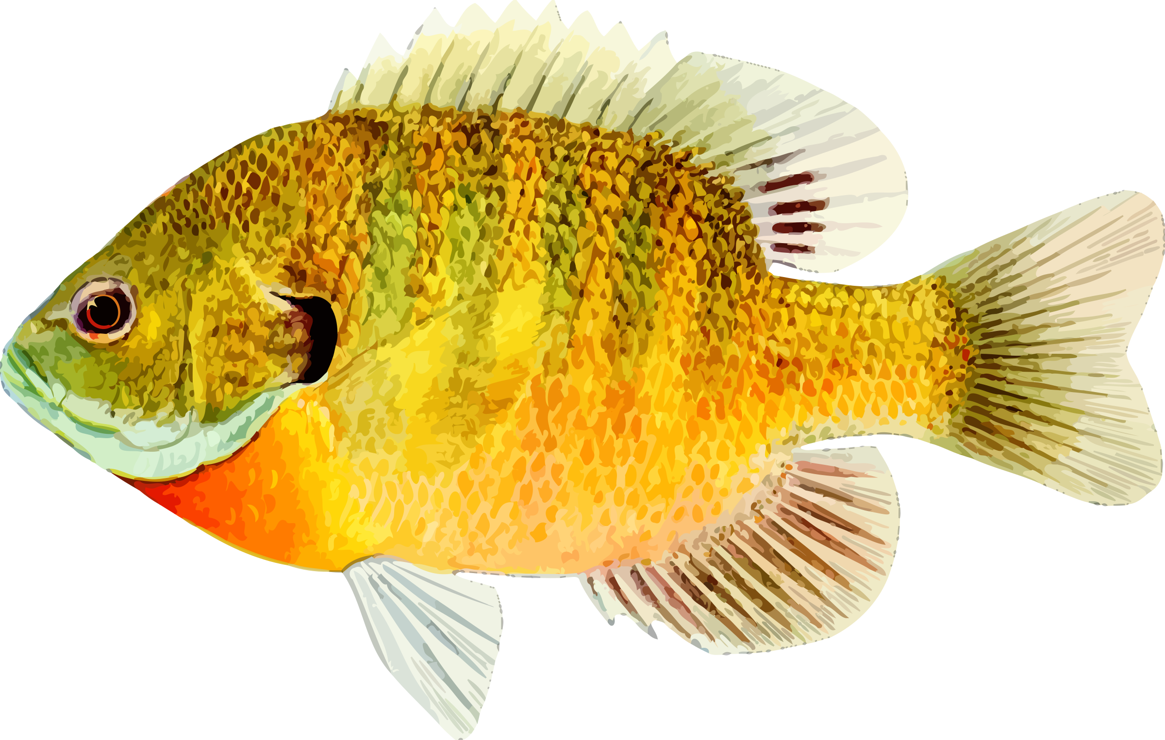 Bass,bony-fish - High Definition Of A Fish, HD Png Download PNG with transparent background