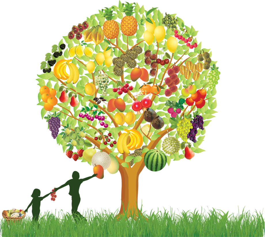 Colorful Fruit Tree Illustration PNG with transparent background