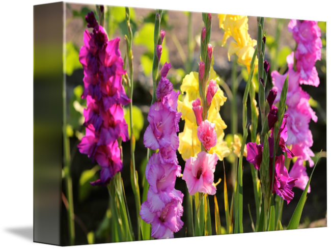 Colorful Gladiolus Flowers Garden