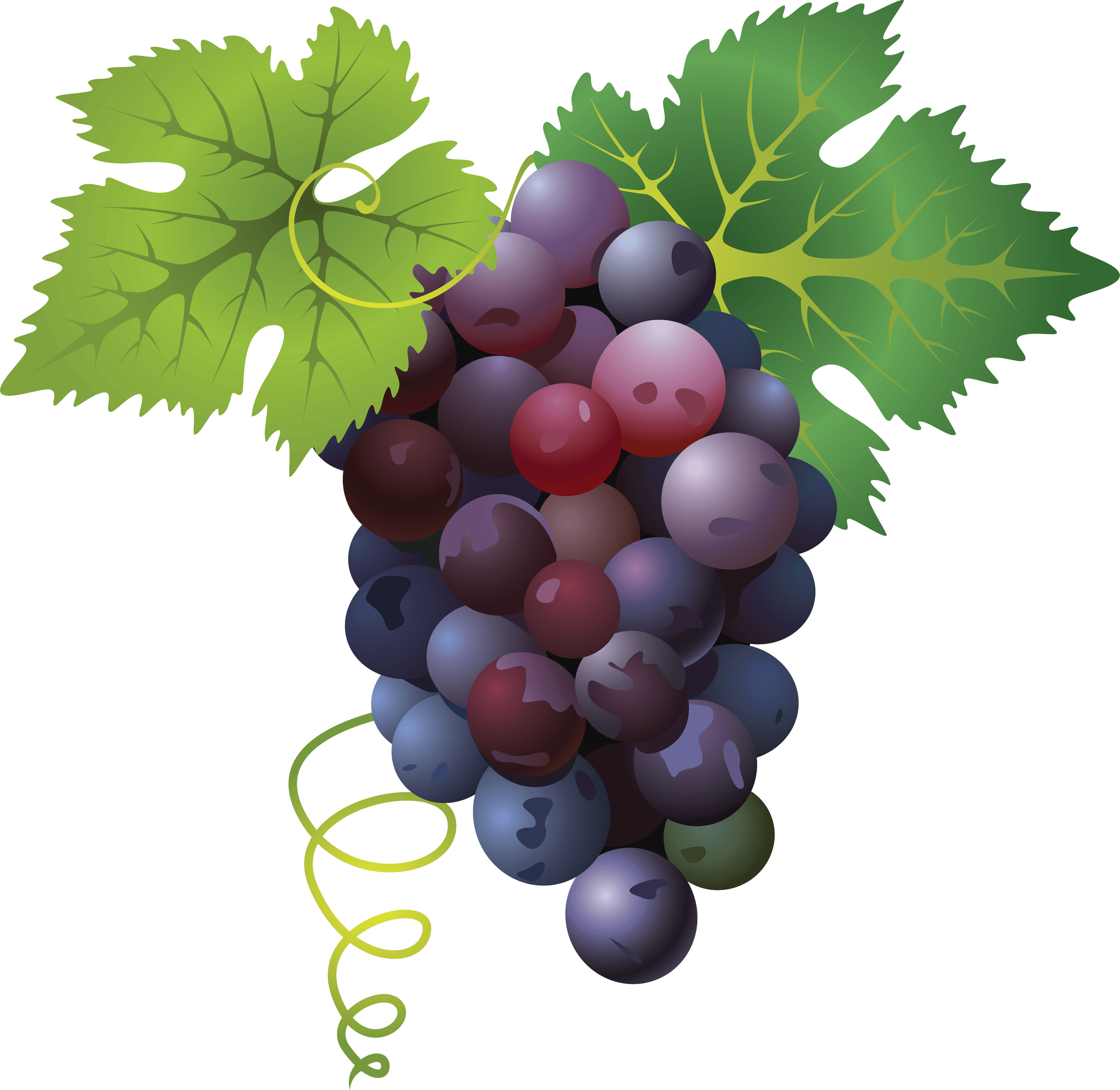 Colorful Grape Cluster Illustration