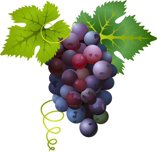 Colorful Grape Cluster Illustration