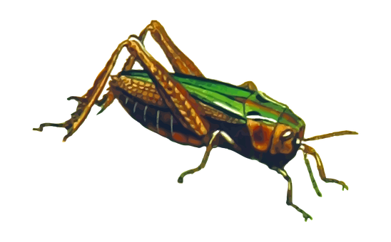 Colorful Grasshopper On Black Background