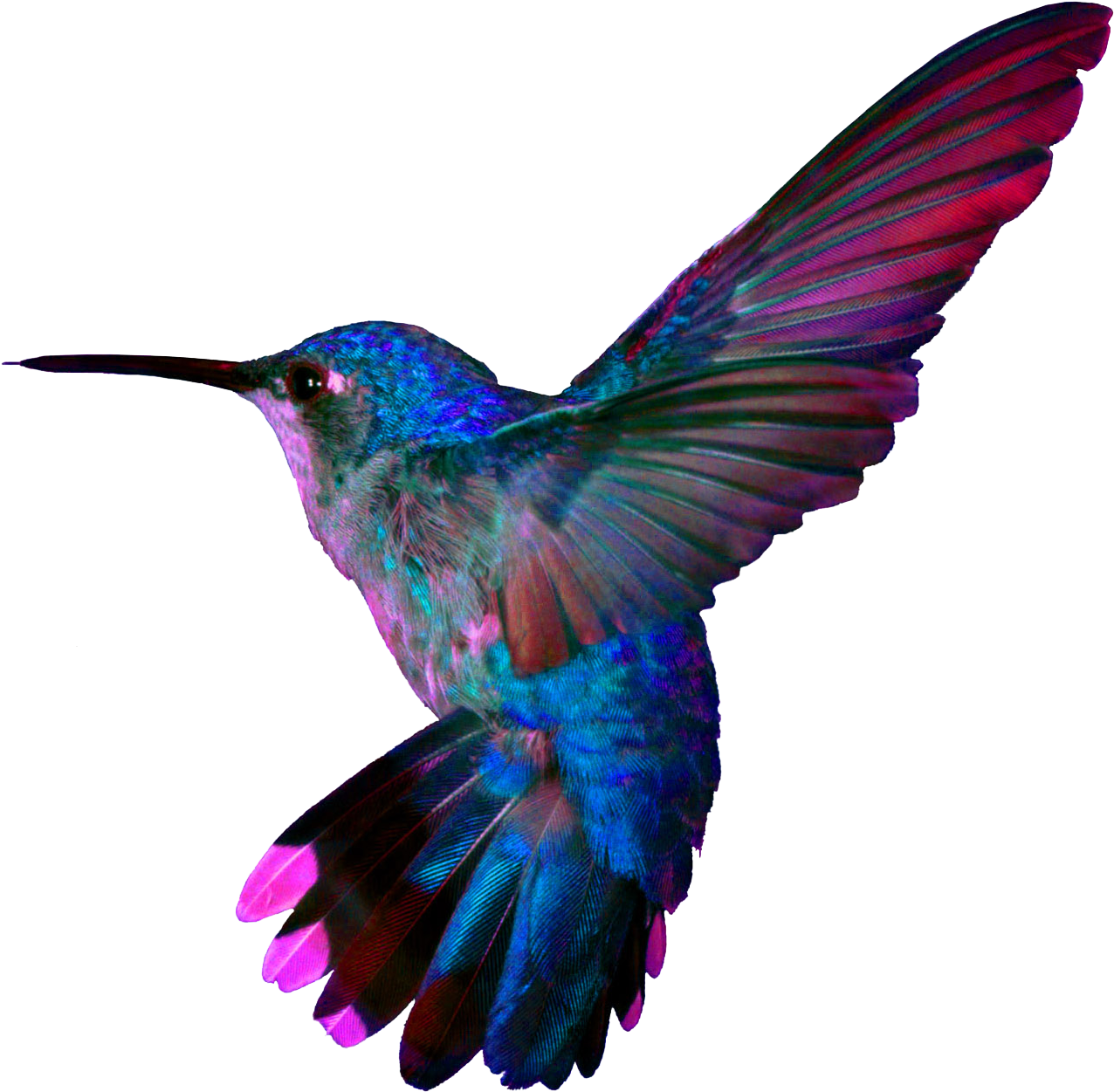 Colorful Hummingbird Tattoo, HD Png Download PNG with transparent background