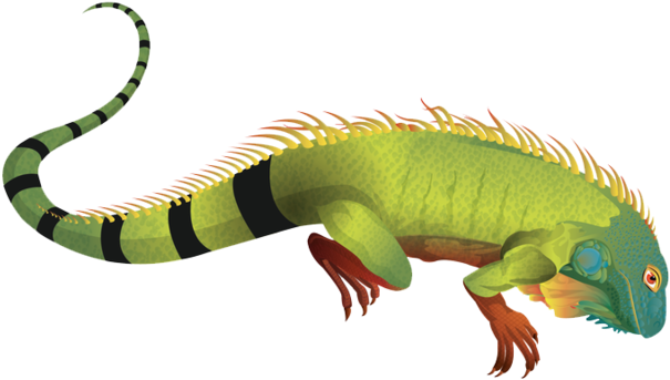 Colorful_ Iguana_ Illustration