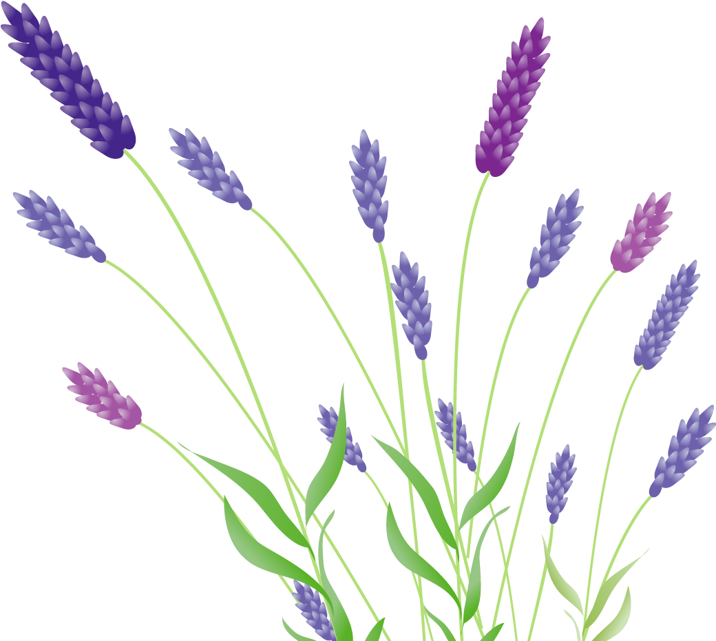 Colorful Lavender Illustration PNG with transparent background