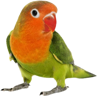 Colorful Lovebird Portrait