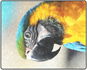 Colorful Macaw Parrot Closeup