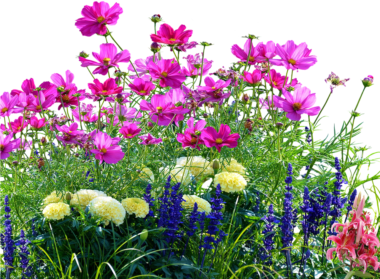 Colorful Meadow Flowers