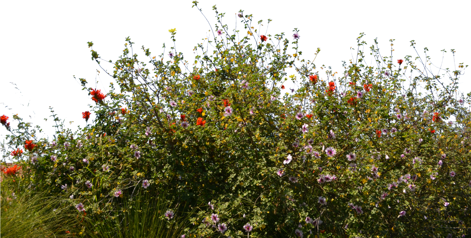 Meadow With Flowers - Meadow Flowers Cut Out, HD Png Download PNG with transparent background